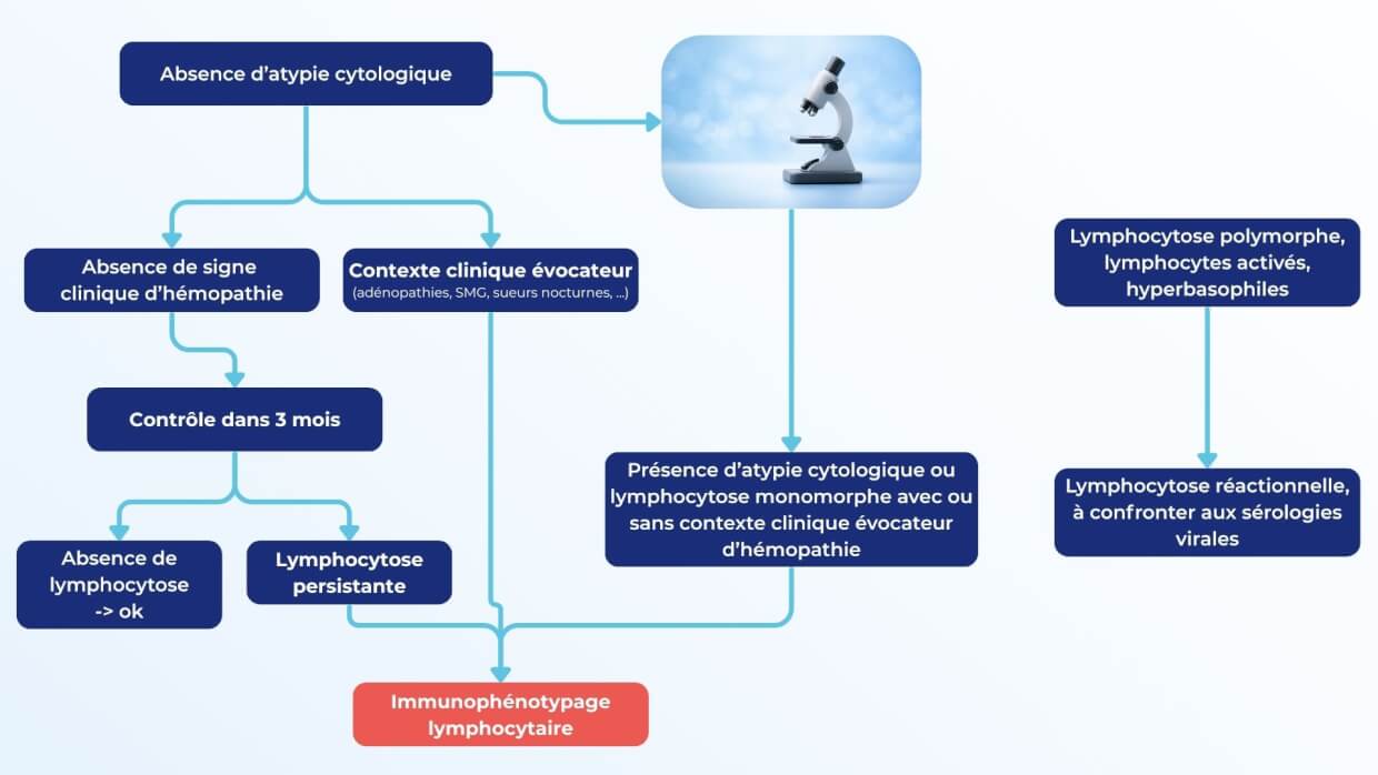 Schéma décisionnel illustrant la conduite à tenir devant une lymphocytose, incluant l’évaluation cytologique, le contexte clinique, la surveillance à 3 mois et l’indication d’un immunophénotypage lymphocytaire.
