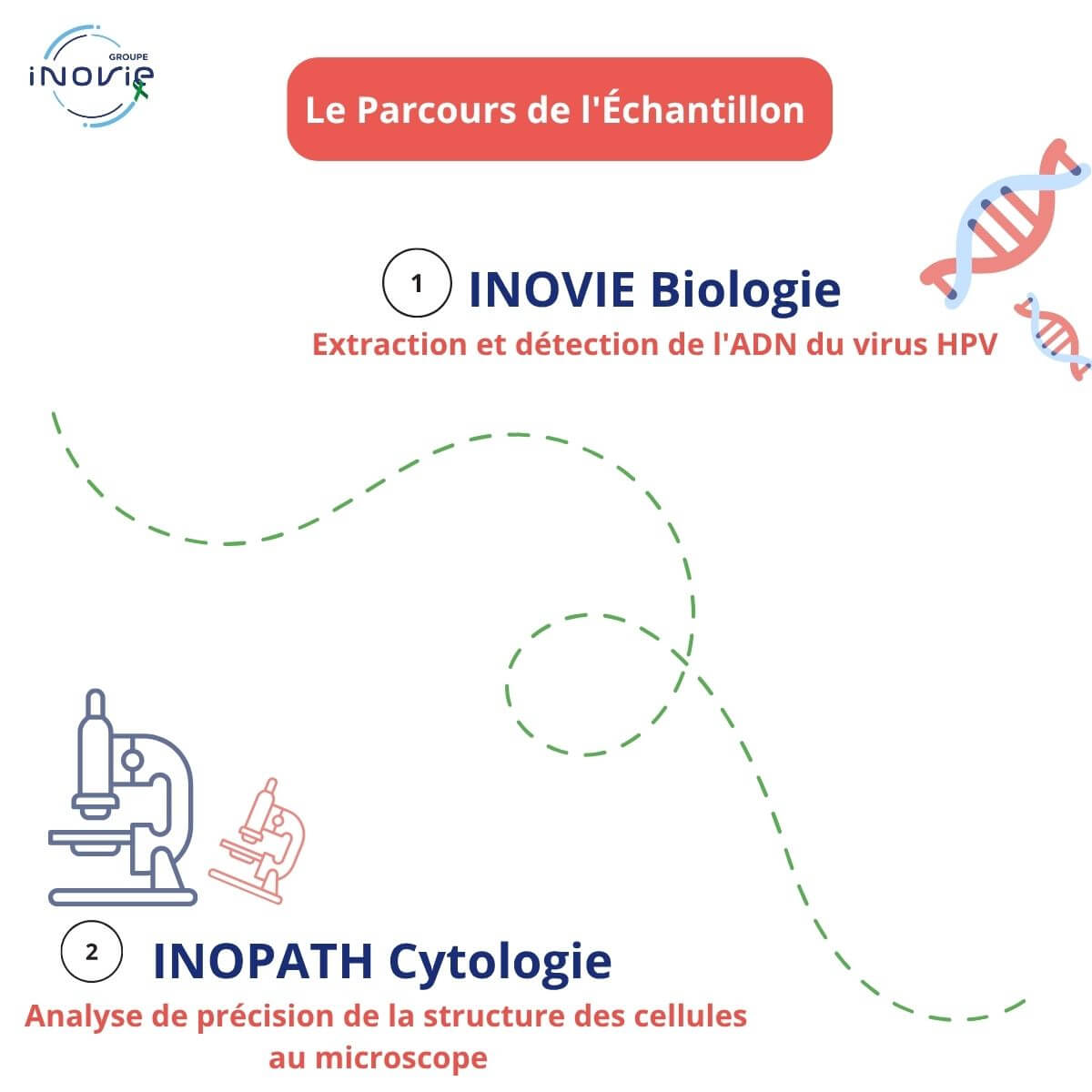 Schéma en 2 étapes interconnectées : 1. INOVIE Biologie : Extraction et détection de l'ADN du virus HPV 🧬. 2. INOPATH Cytologie : Analyse de précision de la structure des cellules au microscope 🔬. 